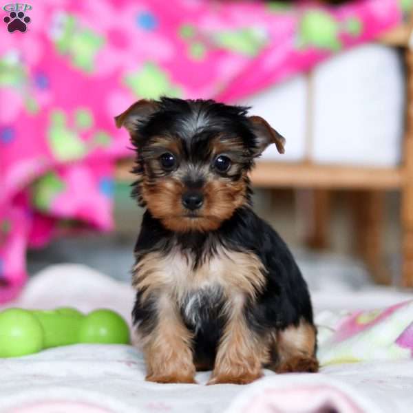 Ricky, Yorkie Puppy